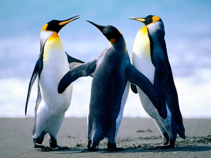 les pingouin 