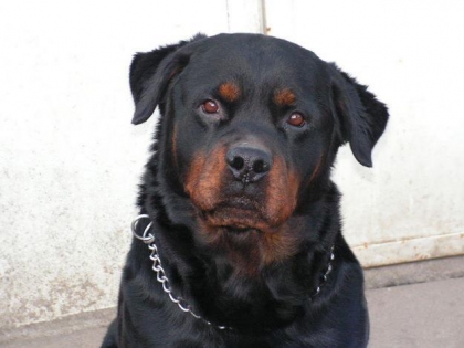 les rottweillers - photo 2
