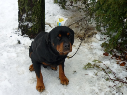 les rottweillers - photo 3
