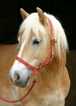 mon poney 