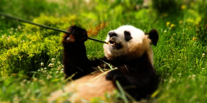 Nouveau... Des effets pour vos images !