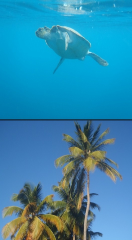 Des photos de mon séjour à la Martinique ! - photo 2