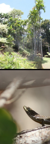 Des photos de mon séjour à la Martinique !