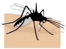 Quel est l'animal le plus dangereux au monde?