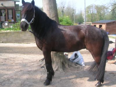 Le Double Poney Que je monte le plus souvent Pendant les cours d'quitation .