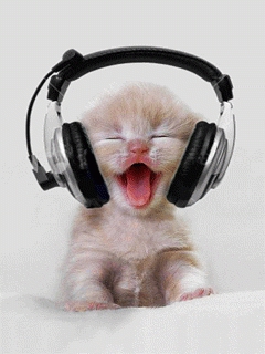 Chat qui aime la Musique !!! 