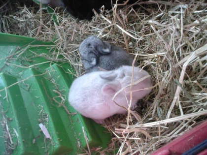 mon lapin vanille avec sa soeur