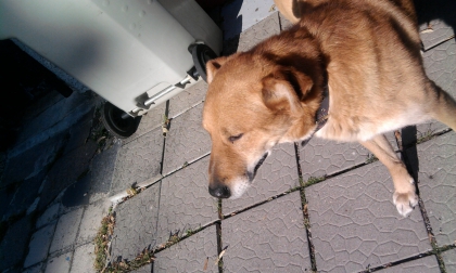 mon chien le voila il est beau