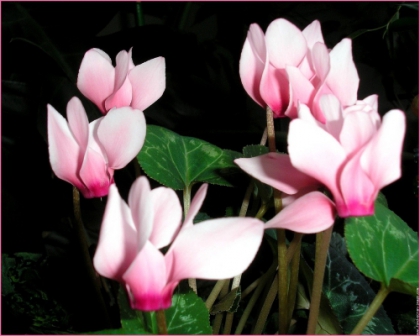 Le Cyclamen