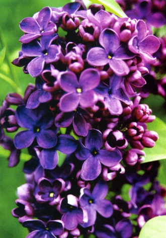 Les Lilas