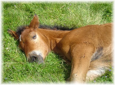 jespere que vou apprecierai mon blog