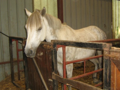 mon club : un cheval