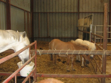 mon club : kelke chevaux (meme pas le kar mdr)