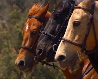 kelke chevaux de Grand Galop notament mes preferer  <3