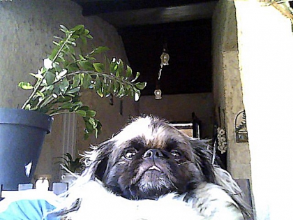                                       mon chien pekinois