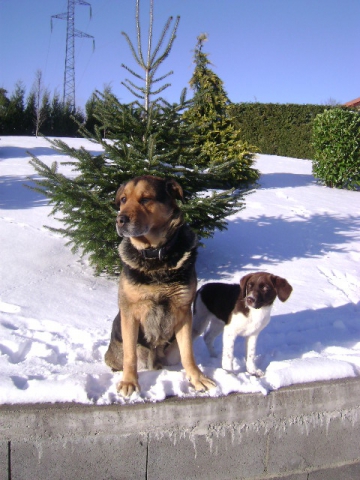 mes chiens 