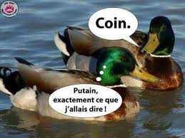 Coin ! 