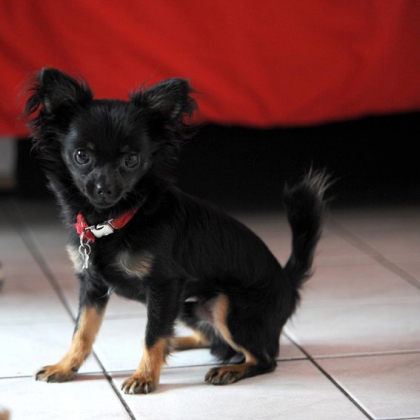 notre peiti chihuahua elio