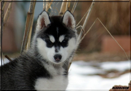 la nouvelle recru des huskys 