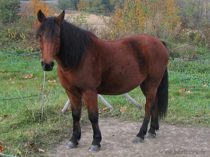 mon cheval