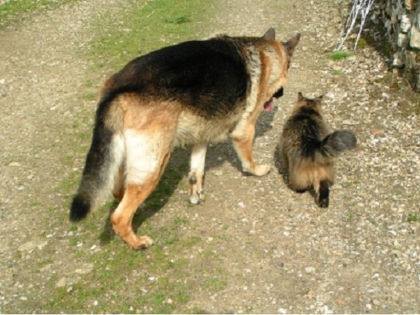 Mon chien et mon chat, ils sont beaux ????