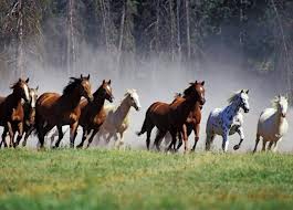 horses