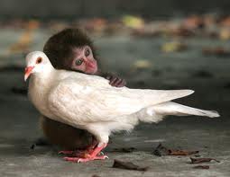 un singe et un pigeon blanc