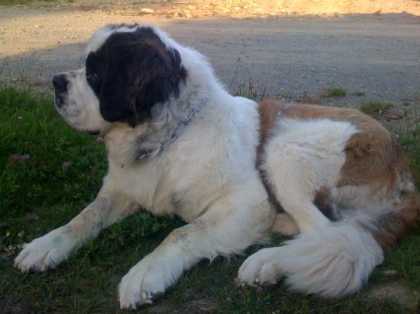 mon chien il est trot beau