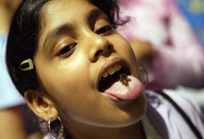 invasions d'insectes a la cantine ?