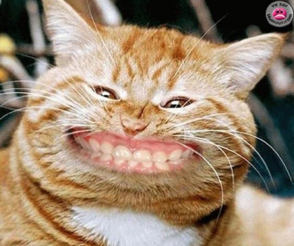 KA KA MOU KA KA MOU KA KAMOULOX