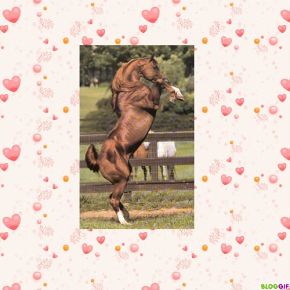 I love horse