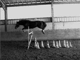 mon cheval le plu rapide 