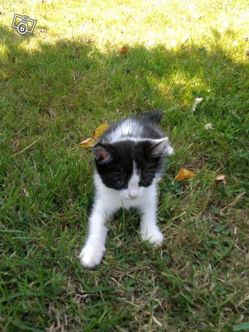 est ce que vous aime les chat ? si oui regarder la photo .