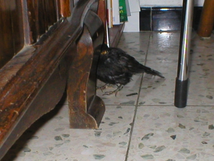 titi il est mort mon oiseaux