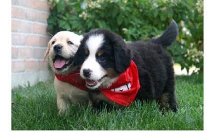 selena gomez - photo 3