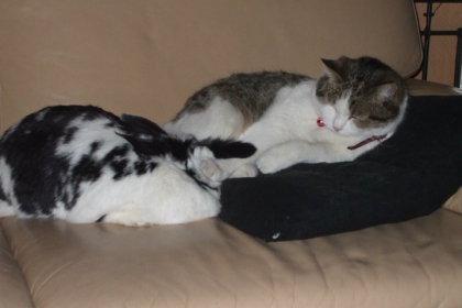 mon chat et mon lapin