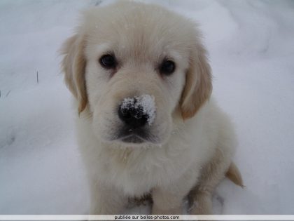 mon autre petit chien