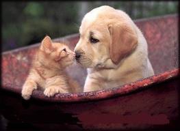 comme chien et chat - photo 3