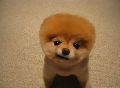 un des nombreux chiens a �tre de petite taille