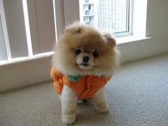 le chien le plus mignon du monde - photo 3