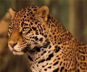 jaguar - photo 2