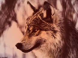 le loups 