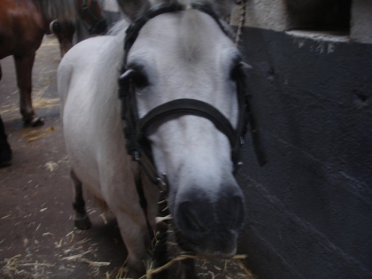 nouga le 2eme plus beau