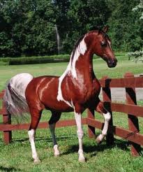 en couple avec Jowana Zoldawane-yeart