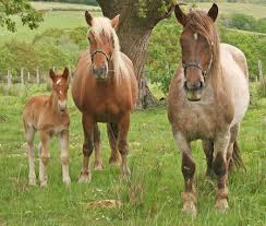 le cheval et sa famille - photo 3