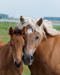 le cheval et sa famille