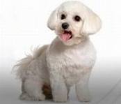 LE MEILLEURE AMIE DE L'HOMME