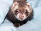 voici mon 2eme furet(chep)