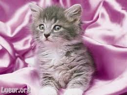 jador les chat trop top