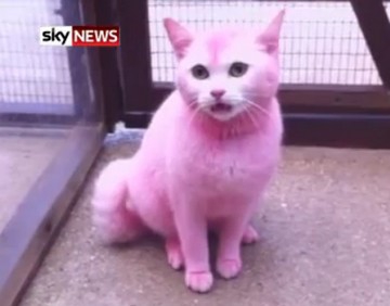 coucou voila mon chat il sapel sympa